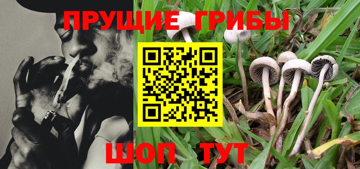 Галлюциногенные грибы прущие грибы  Псилоцибиновые грибы Cubensis  Всеволожск 